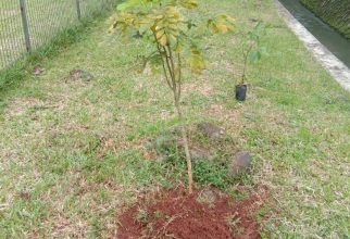 Penanaman Bibit Pohon untuk Pengayaan Jenis Flora di Kawasan Kampus Universitas Indonesia